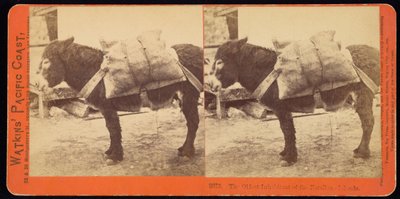 The Oldest Inhabitant of the Farallon Islands by Carleton E. Watkins